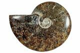 Polished Ammonite (Cleoniceras) Fossil - Madagascar #266325-1